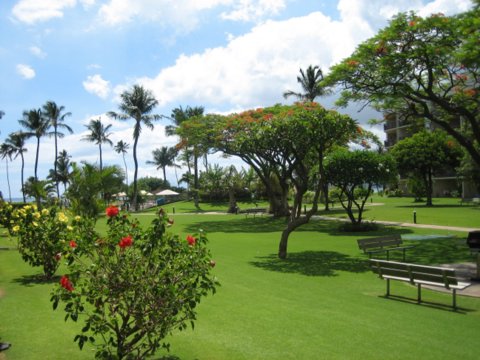 2026 Lawn Thatching callout